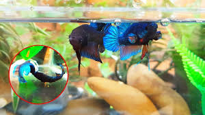 Why male betta fish fight each other? Betta Fish Fight Tournament Giant Betta Fish Fighting