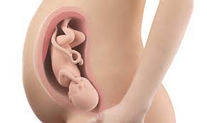 Image result for fetus 2,4 AND 3 weeks old