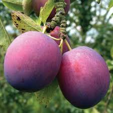 Maybe you would like to learn more about one of these? Plum Tree Marjorie S Seedling St Julien Obst Und Gemuse Obst