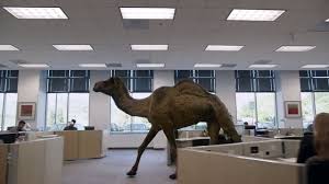 There's no need to be a debbie downer who hates the term hump day. Pin On Funny