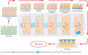 how to prepare your specimen for immunofluorescence