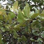 Image result for Terminalia mollis