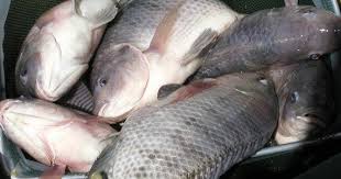 Jurnal perikanan pantura (jpp) volume 2, nomor 1, maret 2019. Kumpulan Resep Jitu Umpan Beserta Tips Memancing Ikan Nila