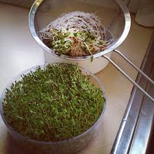 Making a diy sprouting jar lid is super easy and can be done for under 10 cents out of plastic mesh. How To Sprout Alfalfa Radish Broccoli Seeds And Mung Beans Feed Your Skull
