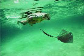 On september 4, 2006, steve irwin was fatally attacked by a stingray while filming a documentary off the coast of australia. Steve Irwin Death Drugs Murder 5 Born Realist