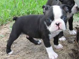 A brand new litter of akc registered boston terriers for sale! Boston Terrier Puppies For Sale