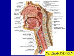 We did not find results for: Trachea And Esophagus Ehab Zayyan Md Phd Ppt Video Online Download