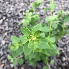 Image result for Astropanax goetzenii