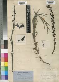 Image result for Gerardiina angolensis