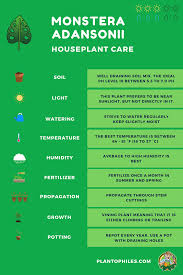 Monstera Adansonii Plant Care Sheet Read Our Monstera Adansonii Plant Care Article Monsteraadansonii Plan House Plant Care Plant Care Plant Care Houseplant