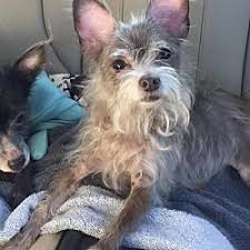 Pet Card Dog Adoption Cute Animals Baby Animals