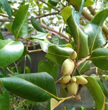 Image result for Avicennia marina