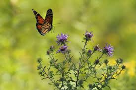 Would you like tips for attracting monarch butterflies to your yard this the monarch butterfly's breeding season starts in spring. Plants That Attract Butterflies Mk Library