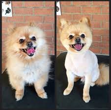 Pet supplies plus offers is your local dog grooming solution. Pet Grooming Costs For Small Large Pets 2021 Oneflare