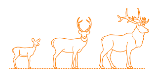 Draw a line between the middle of the circle and the crossing of the tangents. Deer Cervids Dimensions Drawings Dimensions Com