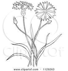 Cartoon Clipart Of An Outlined Outlined Bachelors Buttons Flower Cartoon Flowers Bachelor Button Flowers Flower Art