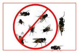 Pest control in pimpri chinchwad,herbal pest control wakad, pest controol services in mumbai, pest control services near me, pest control services pune, pest control services in thane, home pest control services. Best Herbal Pest Control In Pune Is Balaji Herbal Pest Control Service Which Provides Reliable And Timely Service To Pest Control Fly Control Best Pest Control