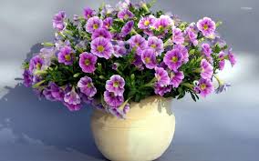 نتیجه تصویری برای گل های زیبا در گلدان ها