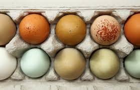 We did not find results for: Colored Eggs Why How And Who The Happy Chicken Coop