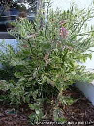 Image result for Agelanthus lugardii