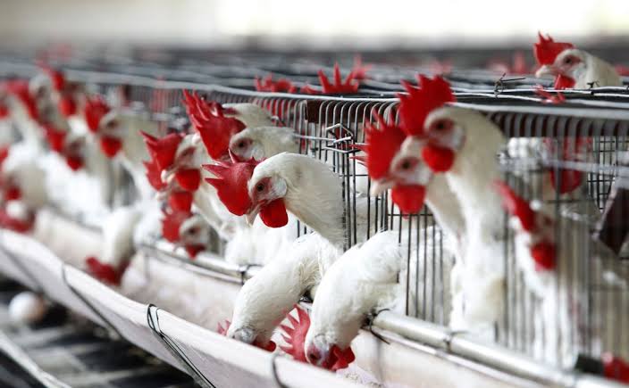 Uruguay declara emergencia sanitaria por gripe aviar y restringe movimiento de aves - El Comentario
