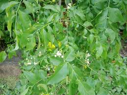 Image result for Clausena