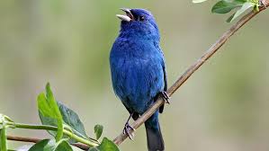 Berikut ini adalah wallpaper burung kenari (picture, painting and photo canary) dalam ukuran besar. Hd Wallpaper Blue Bird Indigo Bunting Fauna Wildlife Feather Branch Wallpaper Flare