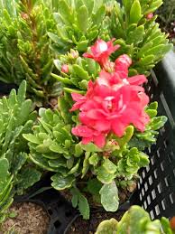 Sold Out Live Kalanchoe Plant Sale Pots Of Thorns By Lou Facebook