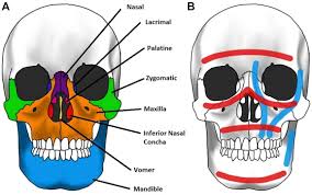 Maybe you would like to learn more about one of these? The Diagnosis And Management Of Facial Bone Fractures Emergency Medicine Clinics