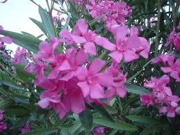 S'il pousse en pleine terre dans le sud, ailleurs, on installera les plants dans des pots ou des bacs pour les faire hiverner sous une serre. Puis Je Planter Un Laurier Rose En Pleine Terre Resolu Forum Arbres Et Arbustes Journal Des Femmes