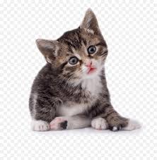 Chasing bits of string or testing out their new claws, kittens are full of mischief and wonder. 42 Cat Png Image Download Picture Kitten Kitten Png Free Transparent Png Images Pngaaa Com