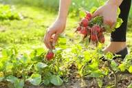 Grow Your Own - Nourish: Food + Community