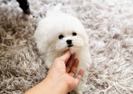 Why do teacup maltese puppies cost a fortune? Teacup Maltese Puppy Avialable Home Facebook