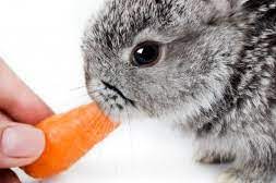 At least, they don't unless your vet has told you that they do. How To Meet A Rabbit S Basic Needs Petfinder