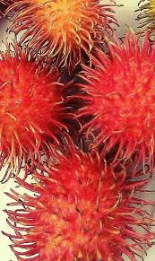 The cursed captain has a 50% chance of spawning every night. Ulog 29 The Unknown Tree Is A Rambutan Steemit