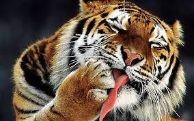 Zoe samuel 6 min quiz sewing is one of those skills that is deemed to be very. Tigers Have Striped Skin Trivia Questions Quizzclub