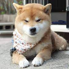 meet ryuji the most expressive shiba from japan shiba inu japanese dogs cute animals