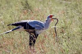 Discover the magic of the internet at imgur, a community powered entertainment destination. The Secretary Bird Is One Of Those Incredible Animals Immune To Snake Venom 9gag