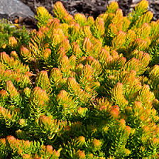 May 27, 2021 · brad pitt has been awarded joint custody of his children with angelina jolie, a source told insider. Angelina Stonecrop Sedum Rupestre Angelina In Boston Concord Sudbury Weston Newton Lexington Massachusetts Ma At Stonegate Gardens