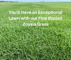 How to thicken zoysia grass. Why Pick Emerald Zoysia Grass Houston Grass South Katy Sugar Land