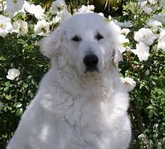 Ukc female is a female treeing walker coonhound puppy for sale born on 5/8/2013, located near state college, pennsylvania and priced for $200. Hungarian Dog Breeds Kuvasz Barkuptoday