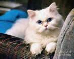 6 Cat Breeds With Blue Eyes | PetMD
