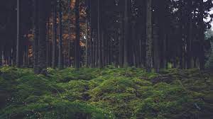 Find minimalist aesthetic wallpapers hd for desktop computer. Tree Laptop Wallpapers Top Free Tree Laptop Backgrounds Wallpaperaccess