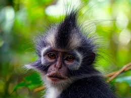 Check 'landak' translations into english. Sumatra Travel Bukit Lawang Landak River Sumatra Ecotravel