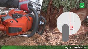 Es gibt vielerlei gründe einen baum zu fällen. Schnittfuhrung So Fallen Sie Mittelstarkes Holz Agrarheute Com