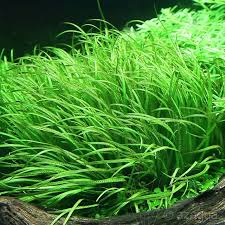 Image result for Blyxa