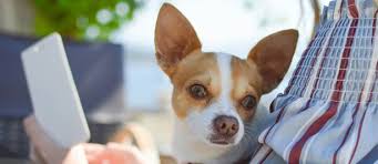 However, if your dog is sleeping over 15 hours a day , you should pay close attention to how your dog behaves while awake. Why Does My Dog Sleep Or Lay So Close To Me