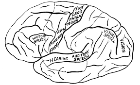 Susie takes a huge drink of her coffee, assuming that it is tolerable and the heat sears her mouth. The Project Gutenberg Ebook Of Structure And Functions Of The Body By Annette Fiske