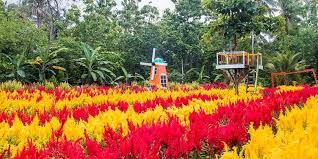 Destinasi wisata yang ada di surabaya sangat menarik dan dapat menambah stok foto liburan anda. Klaten Kini Punya Taman Bunga Bernuansa Belanda Halaman All Kompas Com
