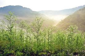 Maybe you would like to learn more about one of these? North Bend Camping West Virginia State Parks West Virginia State Parks
